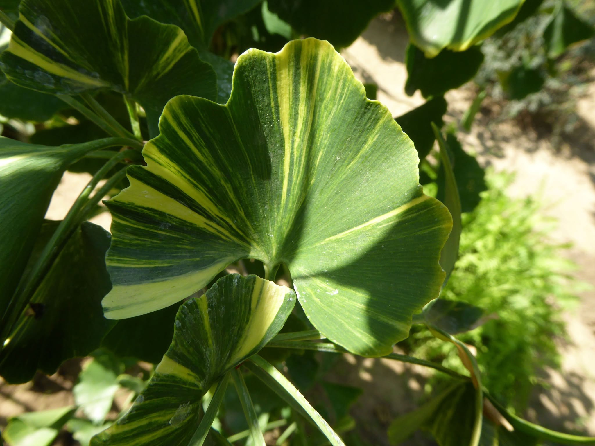 Ginko dvojlaločné ‘Variegata’ 
